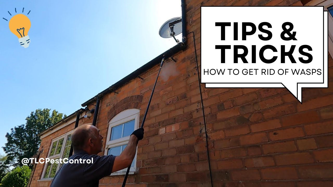 How to Get Rid of a Wasp Nest: Expert Tips & Tricks