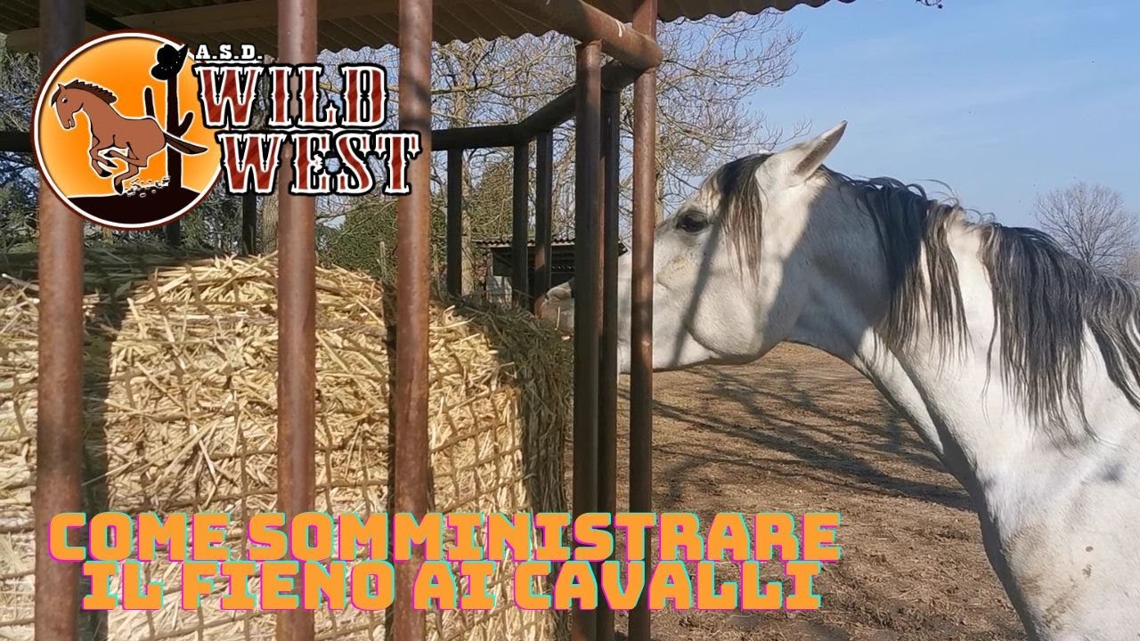 Come somministrare il fieno ai cavalli