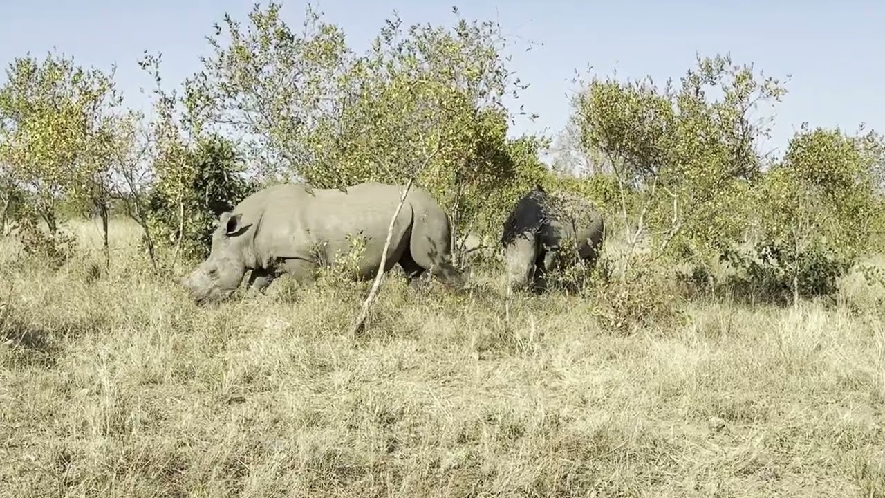 3 rhinos