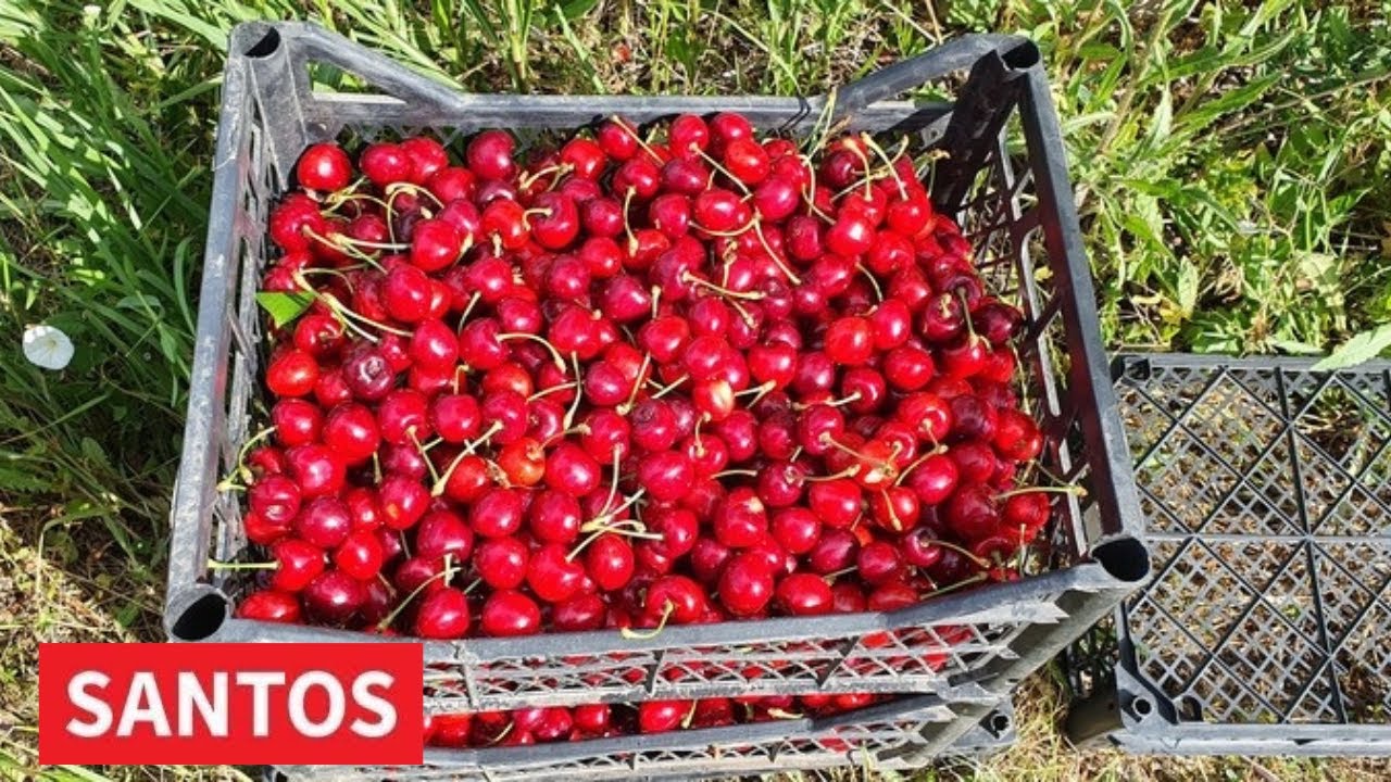 PROIZVODNJA I PRODAJA TREŠANJA PORODICE HESLENJI