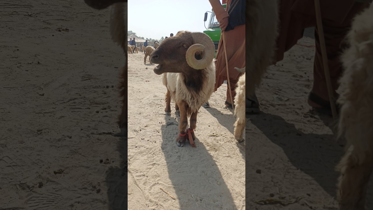 Bare Sengo Wala Dumba #bakramandi #sheep 🐏 #shorts