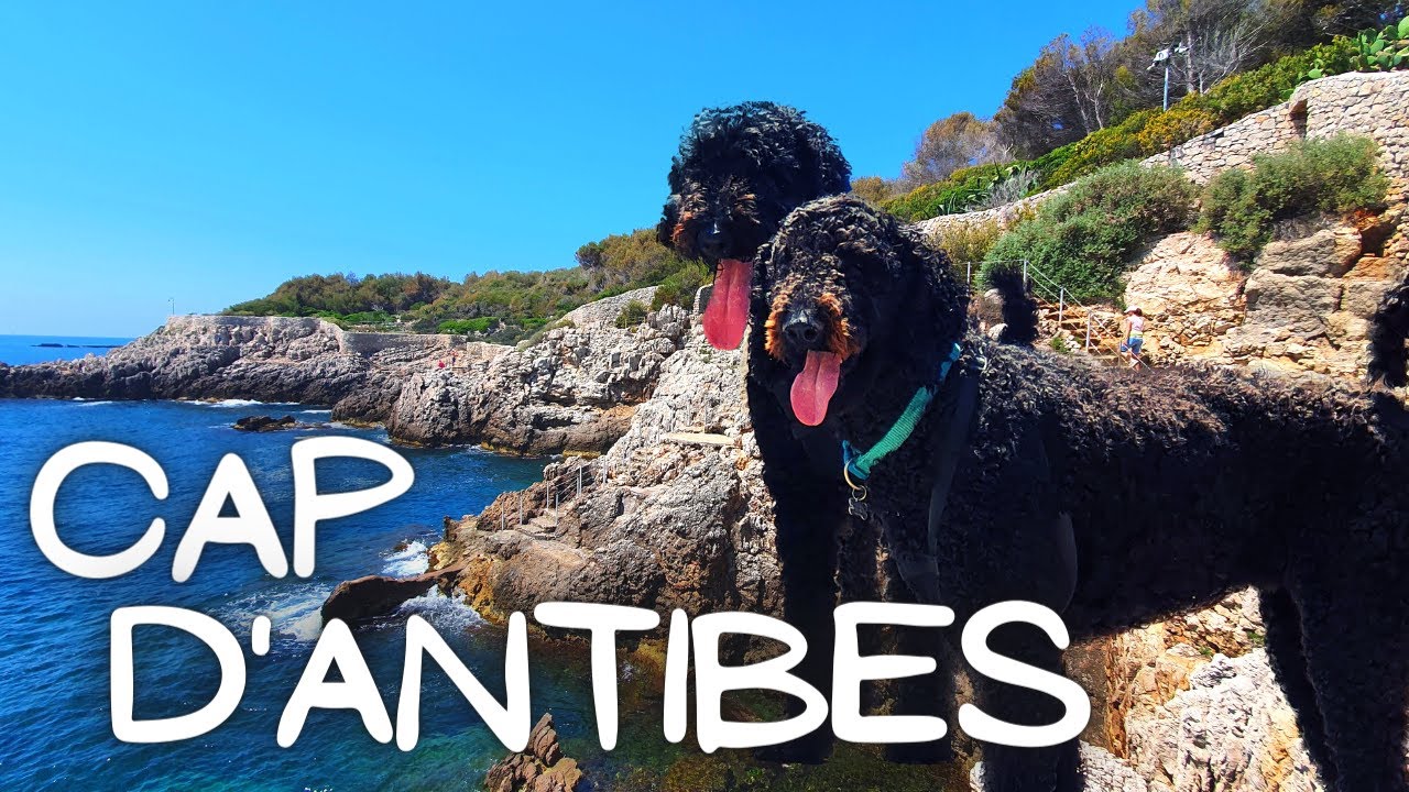 Walking at Cap d&rsquo;Antibes (with dogs) | French Riviera Travel Guide