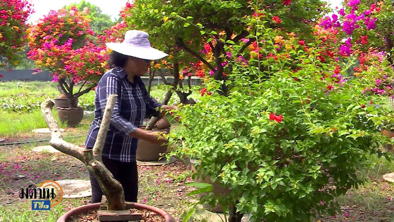 สวนเฟื่องฟ้า คุณเรณู ตอน3 /เส้นทางเศรษฐี-มติชนข่าวค่ำ