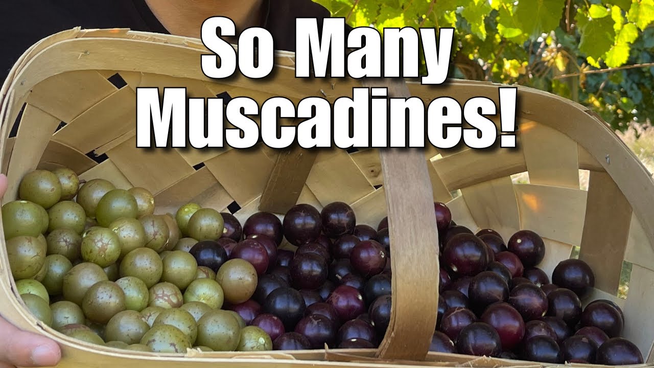 This U-Pick Muscadine Farm is AMAZING!