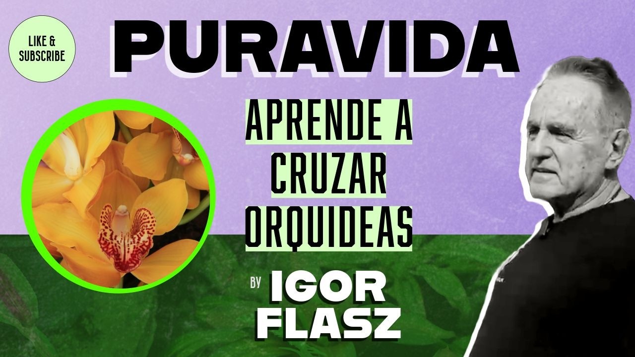 Paso a Paso - Cruce de Orquídeas