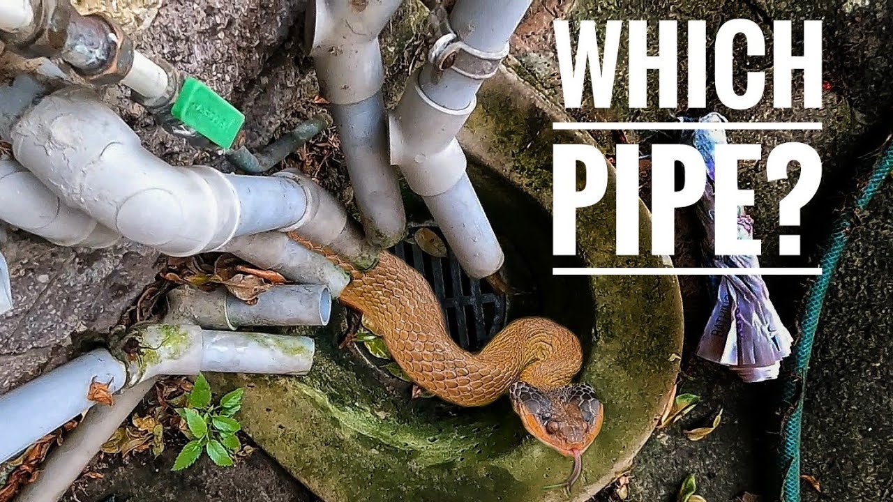 Saving a snake, trapped in a pipe...
