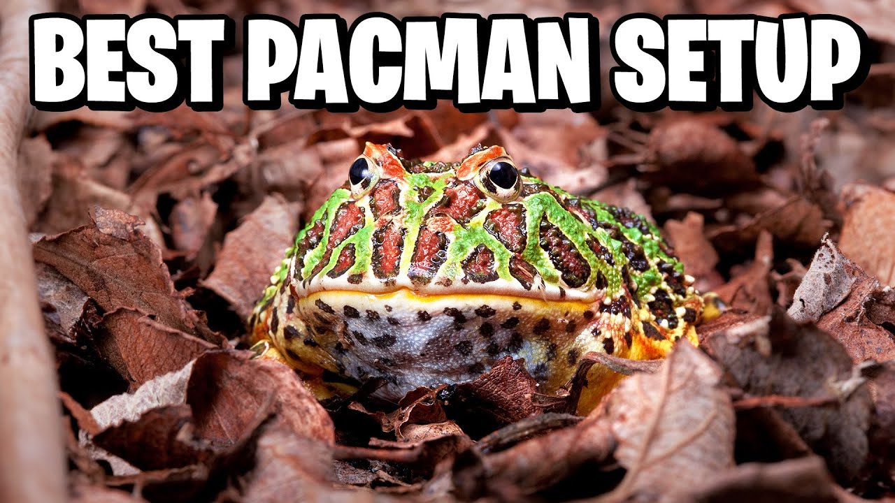 Pacman Frog Tank Setup