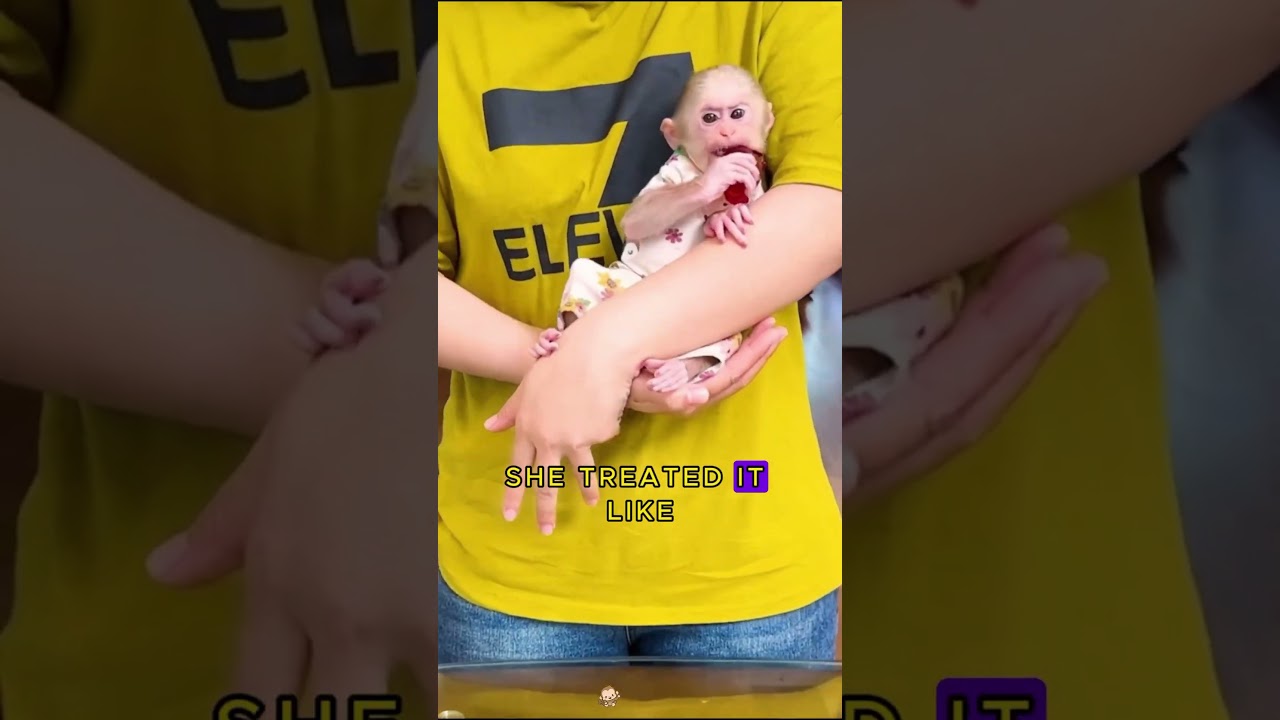 Abandoned baby monkey#shortvideo #monkey #pet #shorts #animal