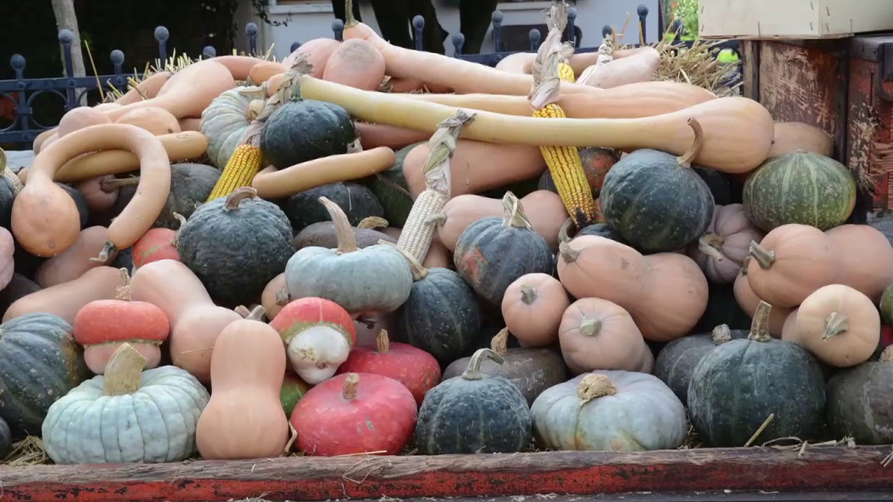 Torre di mosto: tra terra e acqua - Concorso Il Veneto per me