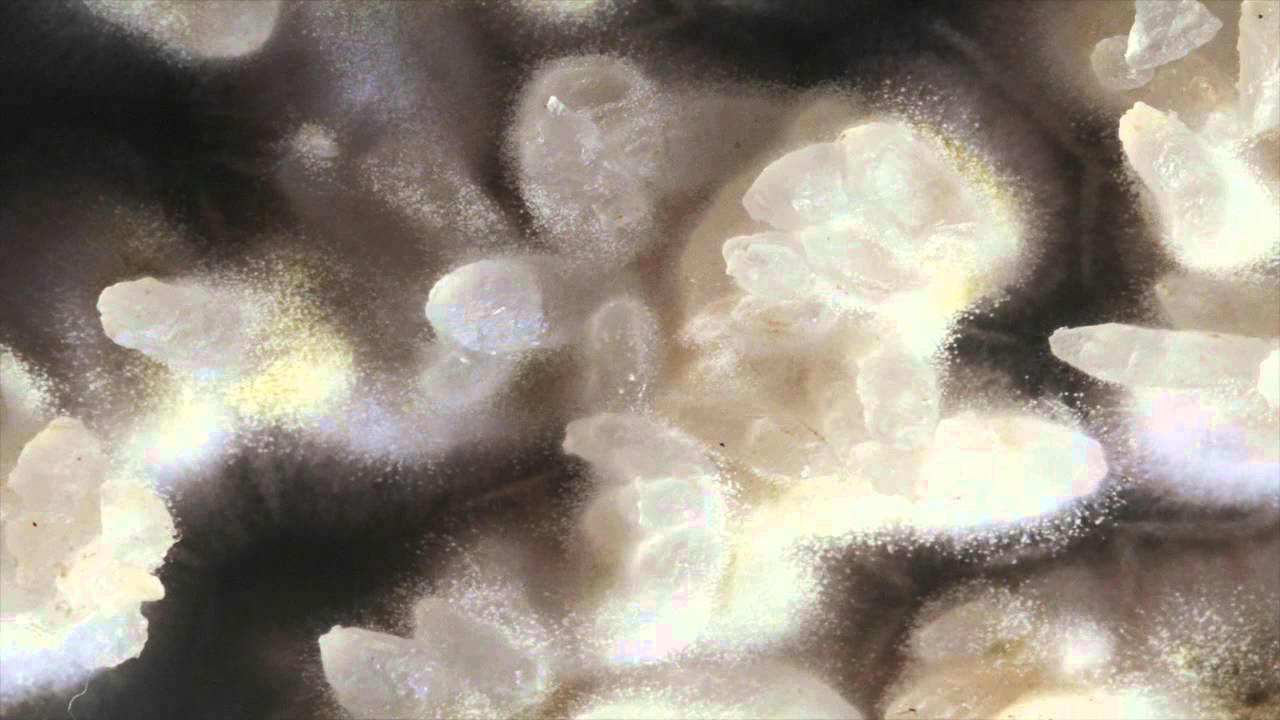 Time lapse video of Aspergillus oryzae (koji) growing on rice