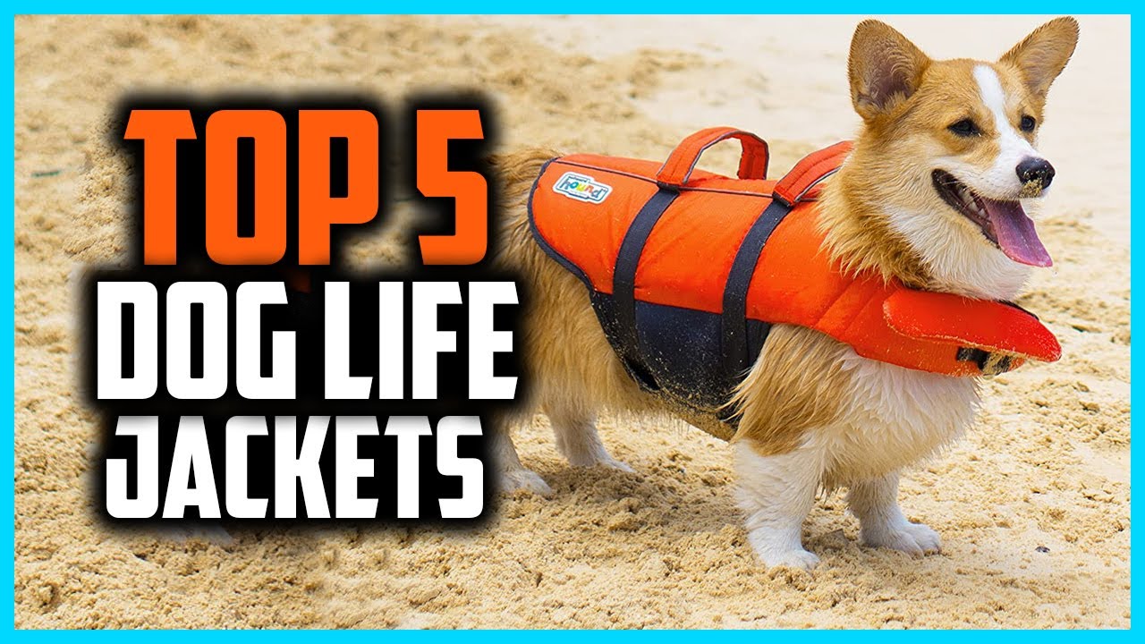 ✅ Top 5 Best Dog Life Jackets of 2024