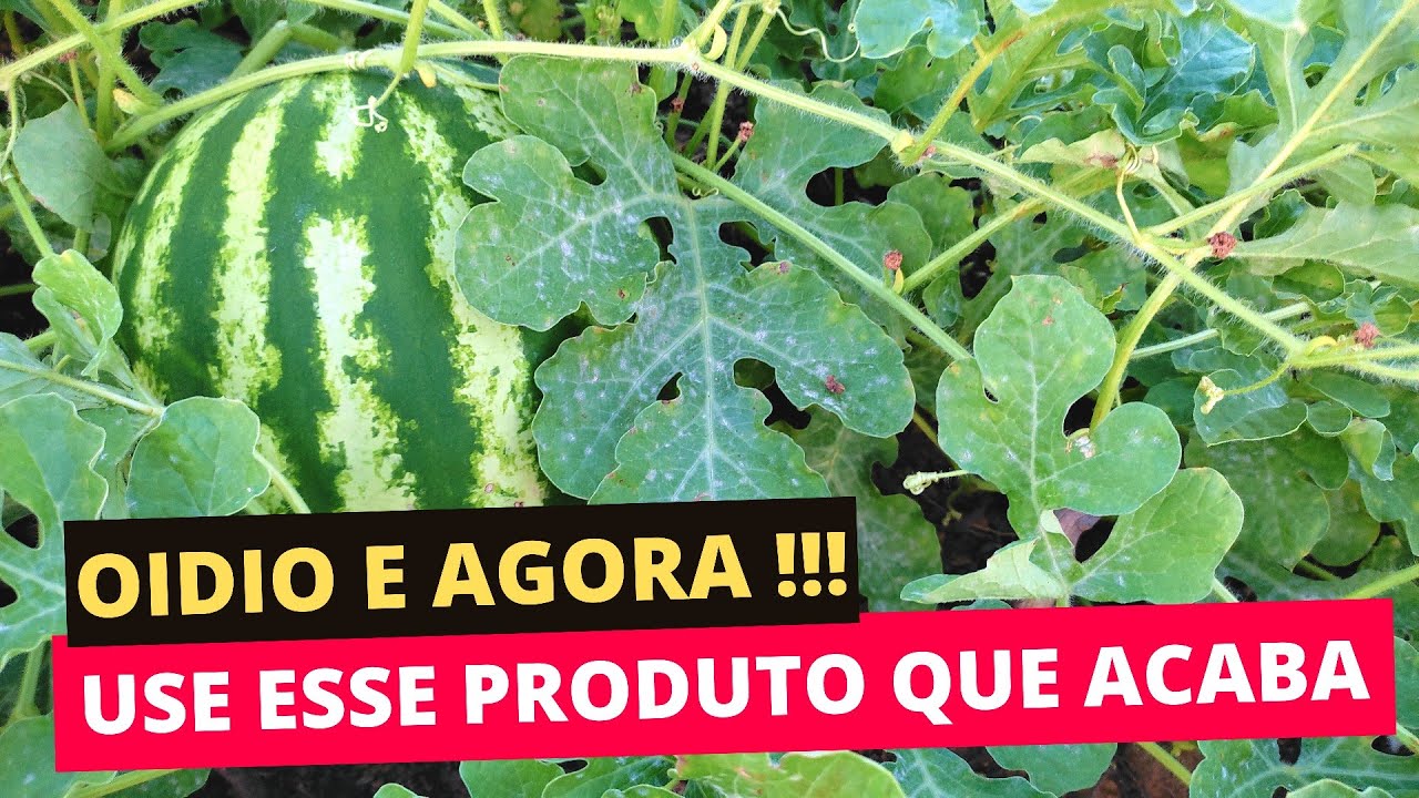 USE ISSO PARA OIDIO NA SUA RO&Ccedil;A