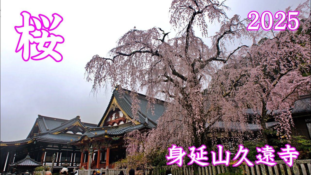 桜 身延山久遠寺 2025 身延町 | cherry blossoms ｜山梨観光スポット