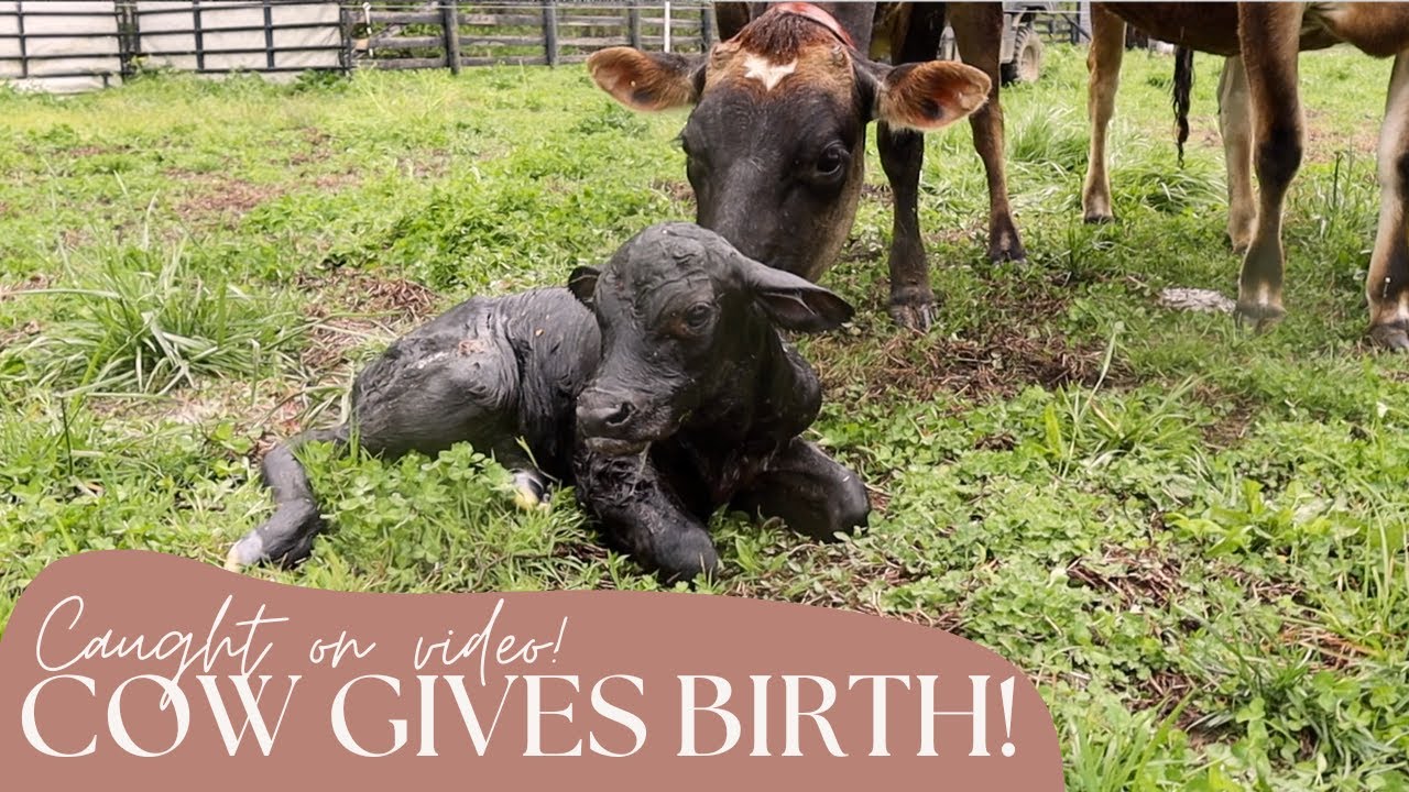 COW GIVES BIRTH - Caught on video!