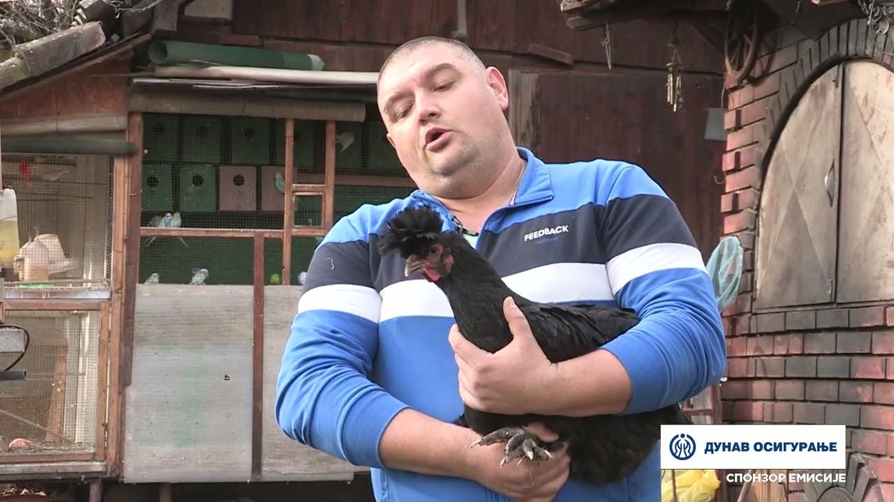 Imamo rešenje ep. 238 01.01.2024. Sandžački pevač, autohtona rasa kokoške