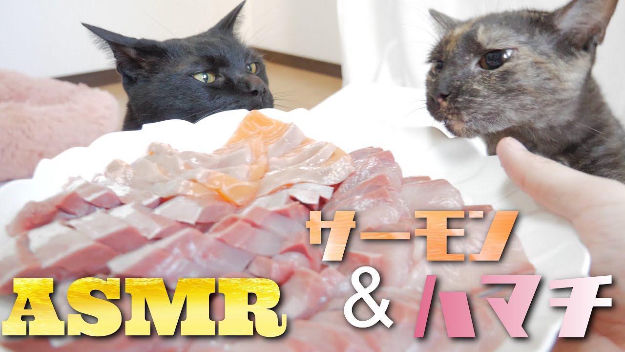 【ASMR】2種類の刺身を唸りながら食べる猫の咀嚼音🐈ASMR Cat Eating Raw Fish sashimi