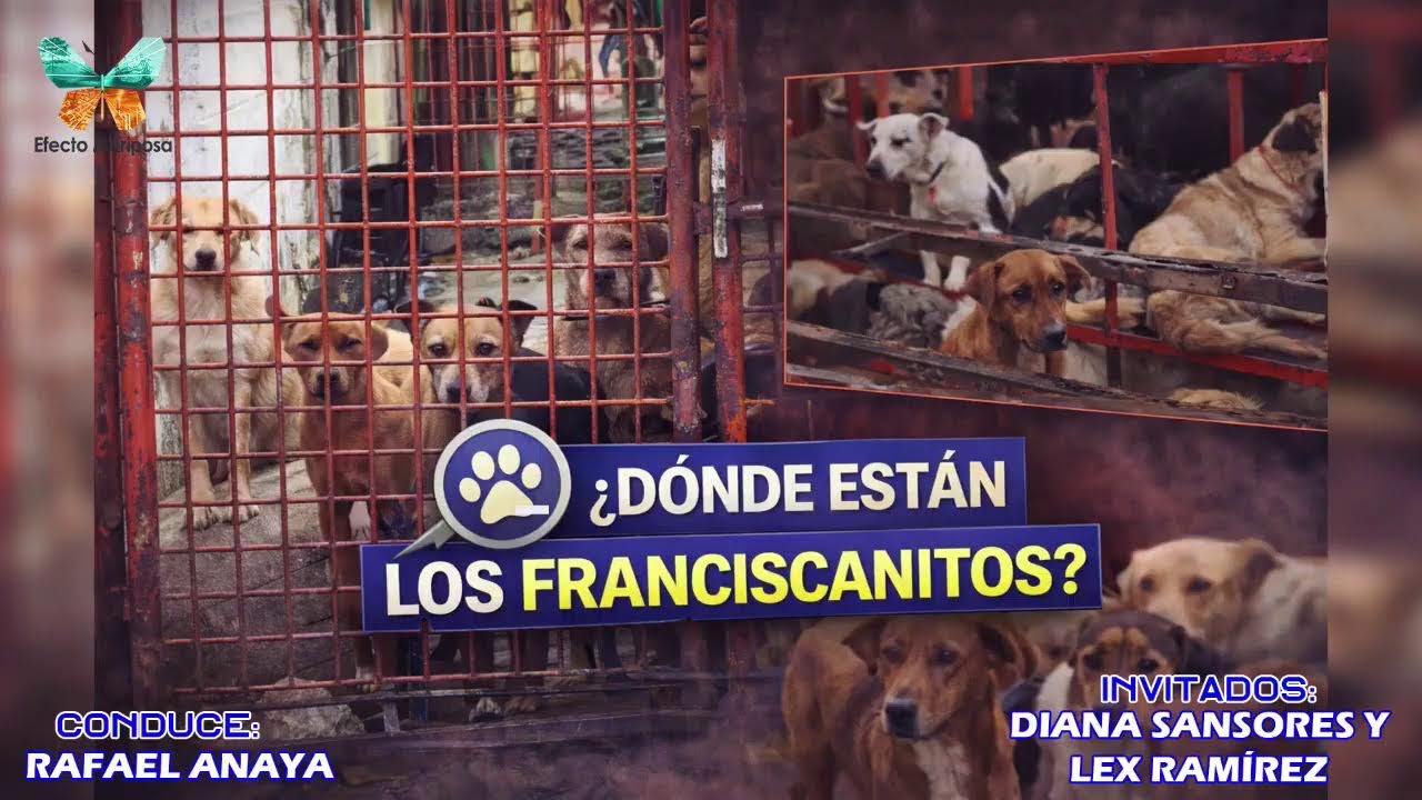 #EfectoMariposa | &iquest;D&Oacute;NDE EST&Aacute;N LOS FRANCISCANITOS?