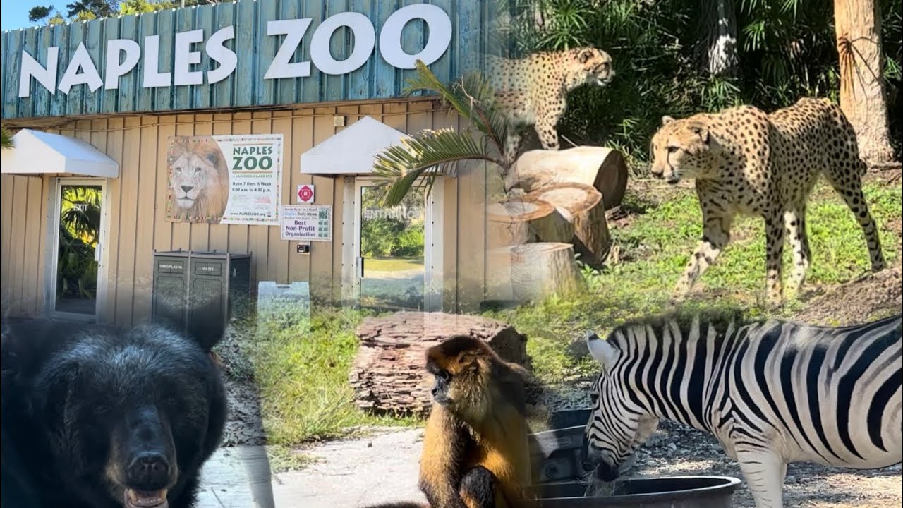 Naples zoo | amazing animals | 4K video