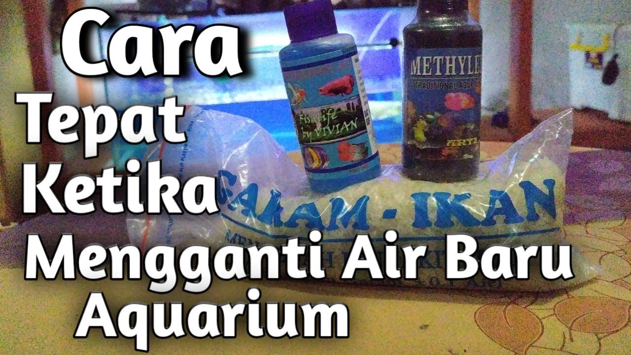 Cara Tepat Ketika Mengganti Air Baru di Aquarium