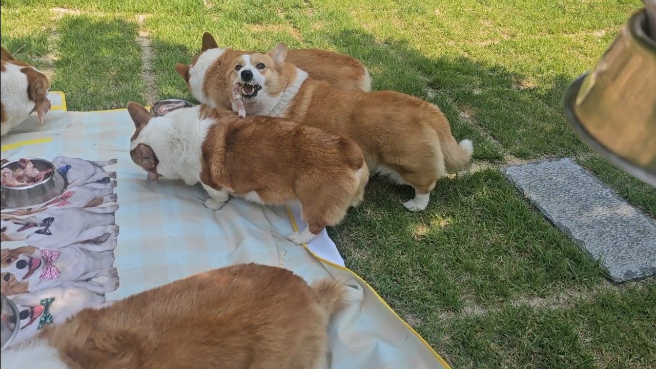 에디동산에 소풍 왔어요🤗We're on a picnic at Eddy's Hill 🤗