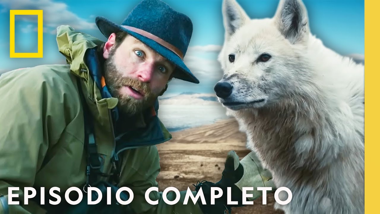 Matriarca de Lobos | La Leyenda del Lobo Blanco | Nat Geo en Español
