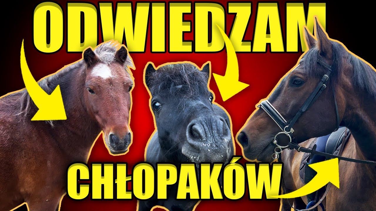 ODWIEDZAM NASZE KONIE - APOLLO, KARINO I COCOLINO - DAILY#15