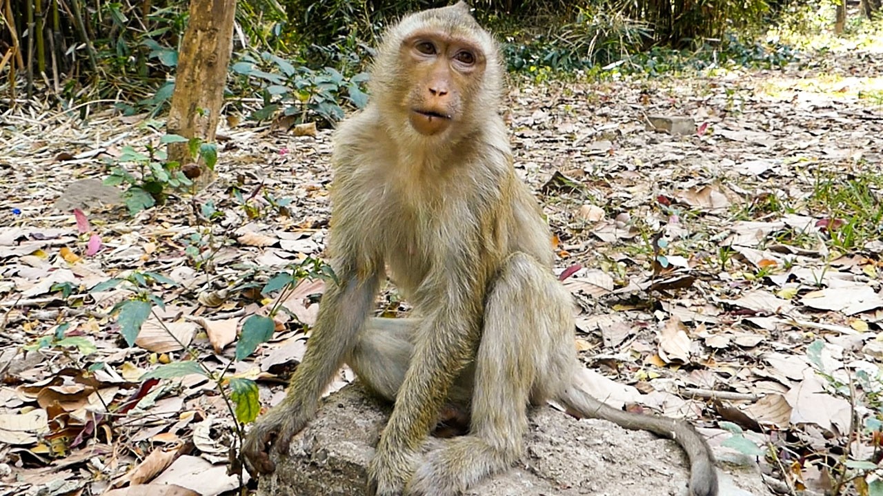 Slow quiet nature |Alone time but monkey Rainbow asks to have some fruits