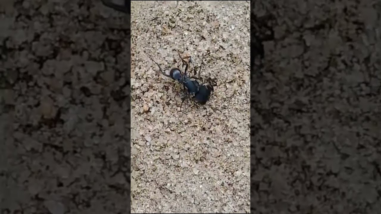POGONOMYRMEX MAYRI