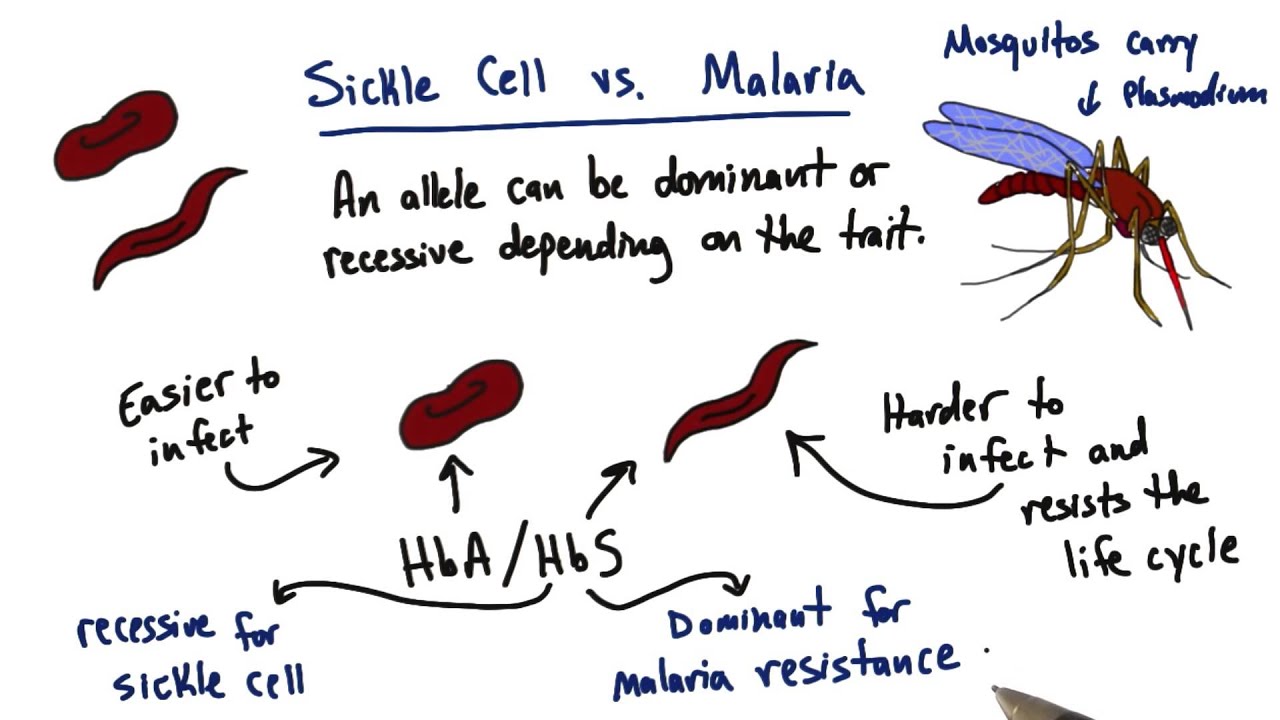 Malaria - Tales from the Genome