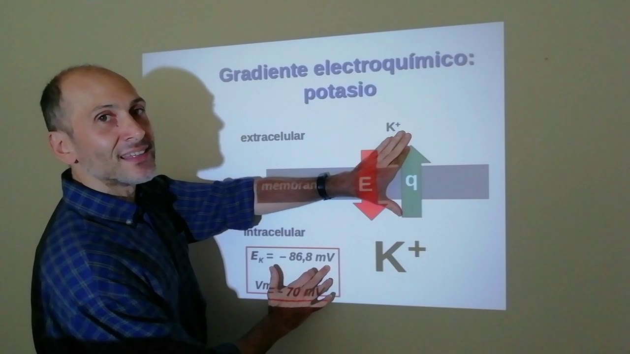 Bioelectricidad. Parte 6: Gradientes electroquímicos y ley de Ohm