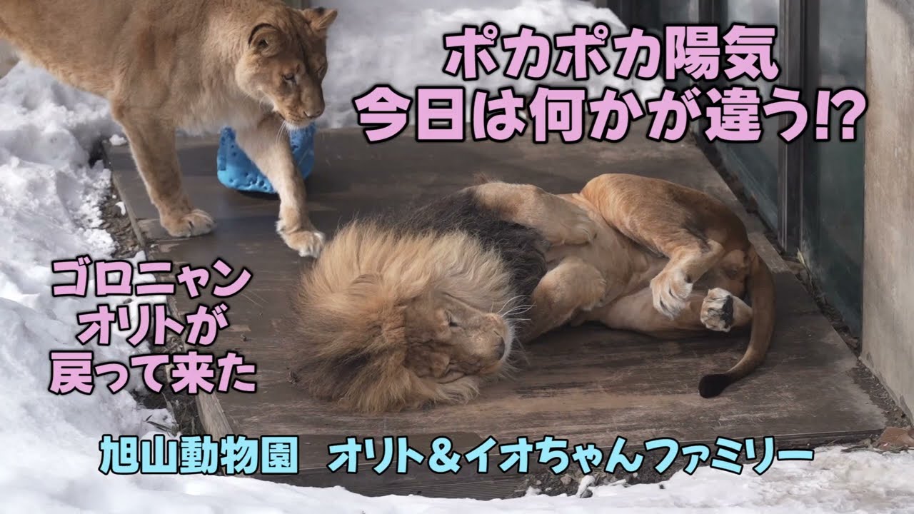 旭山動物園　今日は何かが違う⁉　ポカポカ陽気　ゴロニャンオリトが戻って来た　Orito & Io family　Lion family　Asahiyamazoo