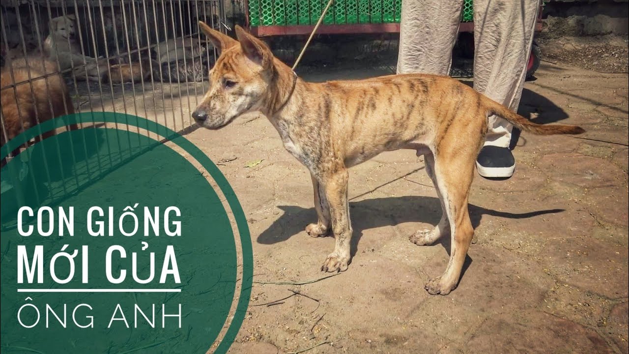 Nguồn Gien Mới - Trại Chó Phú Quốc Thành Nguyễn/ NhamTuatTV - Dog in Vietnam