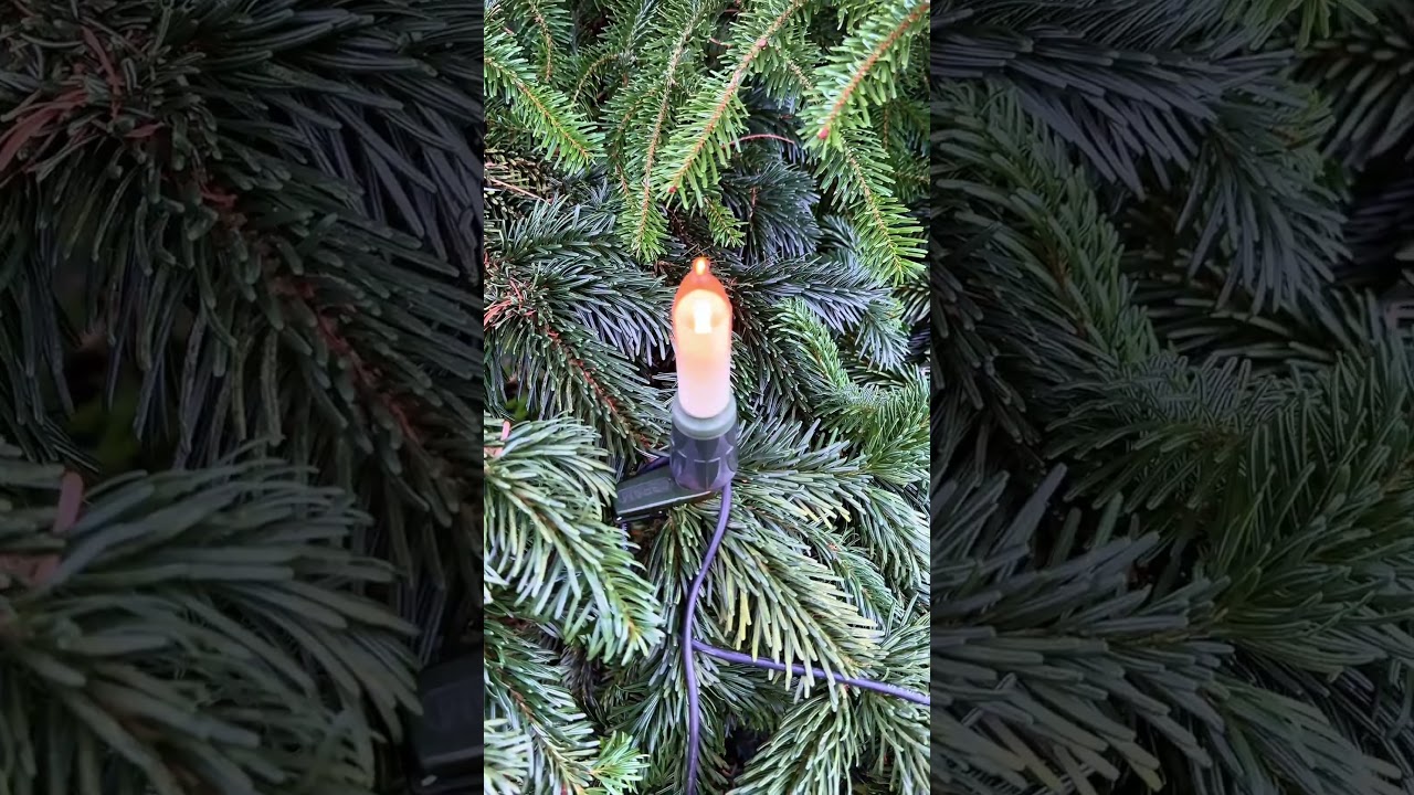 Der Bundespr&auml;sident und Elke B&uuml;denbender w&uuml;nschen einen frohen  1. Advent