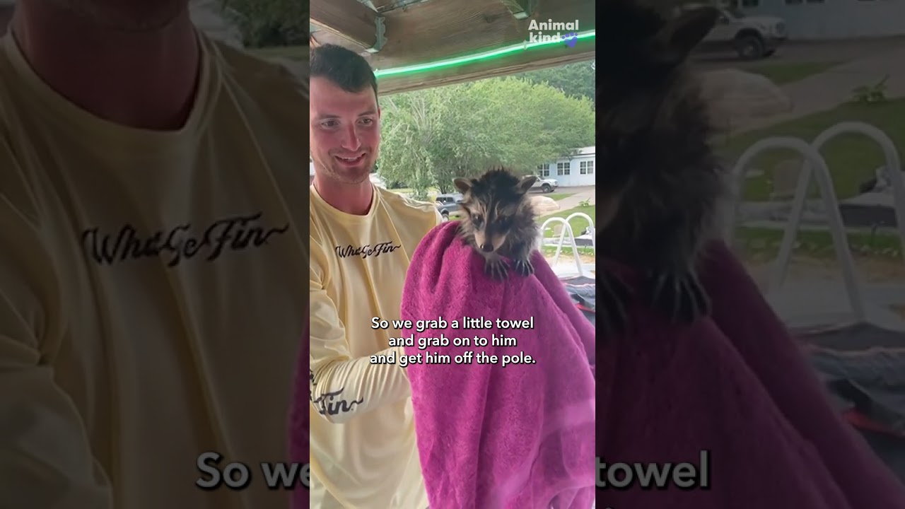 Man rescues helpless baby raccoon from danger | Humankind #Shorts