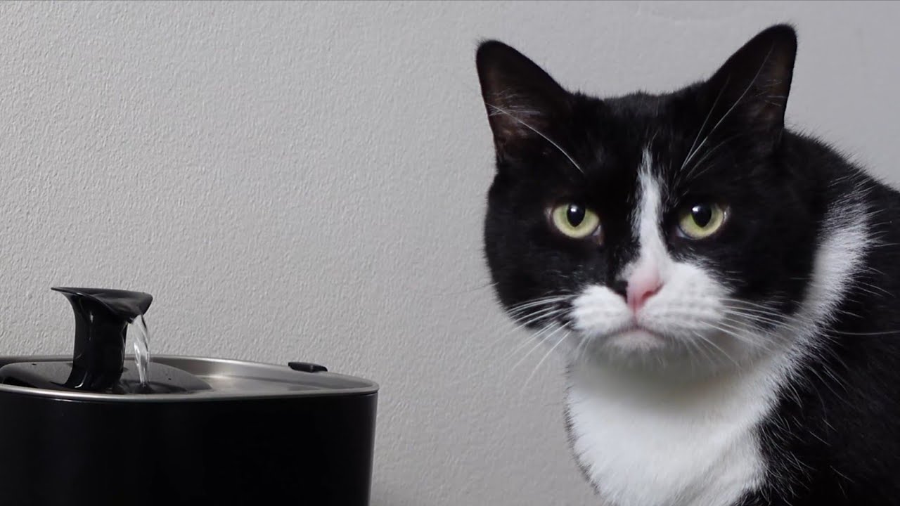 Just bought a PETLIBRO battery operated water fountain for Snookie the Cat