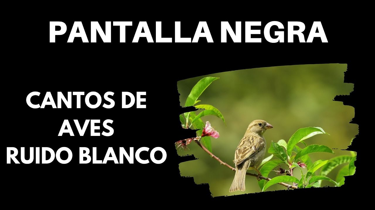 Canto de P&aacute;jaros / AVES Pantalla Negra Para Dormir ⚫🐦 [ASMR 10 horas]