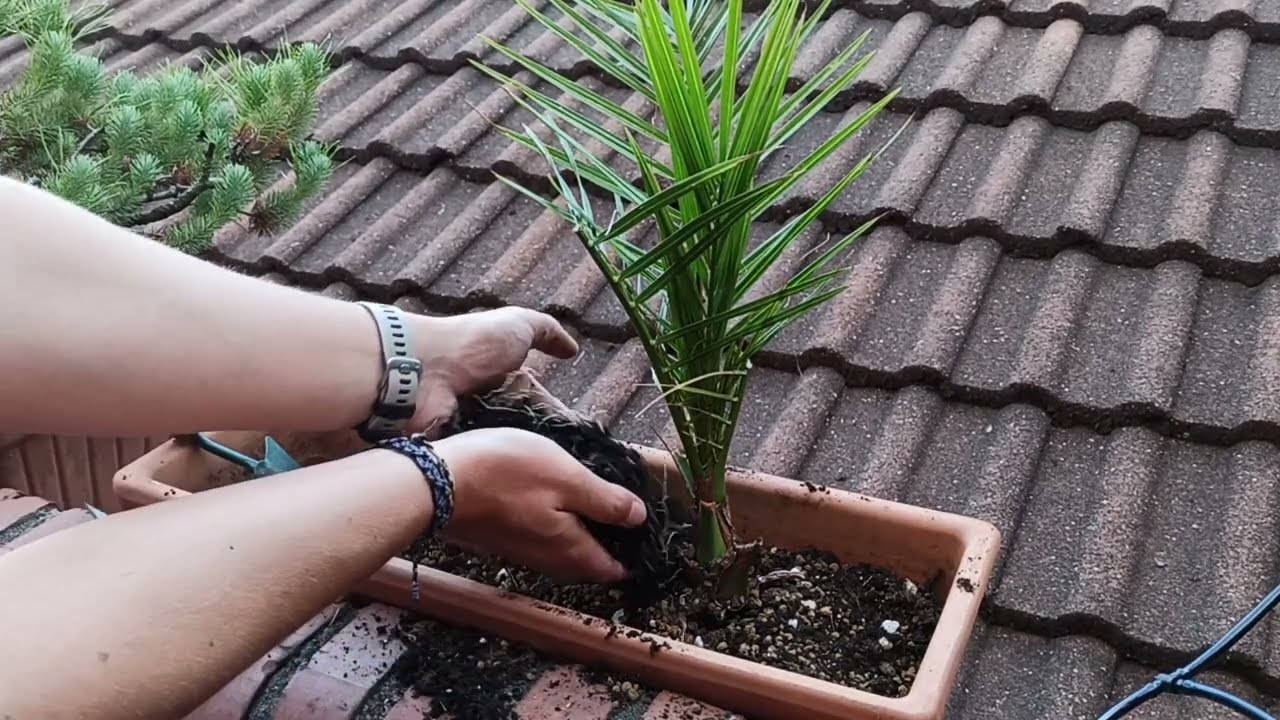 Experimento palmeras 
