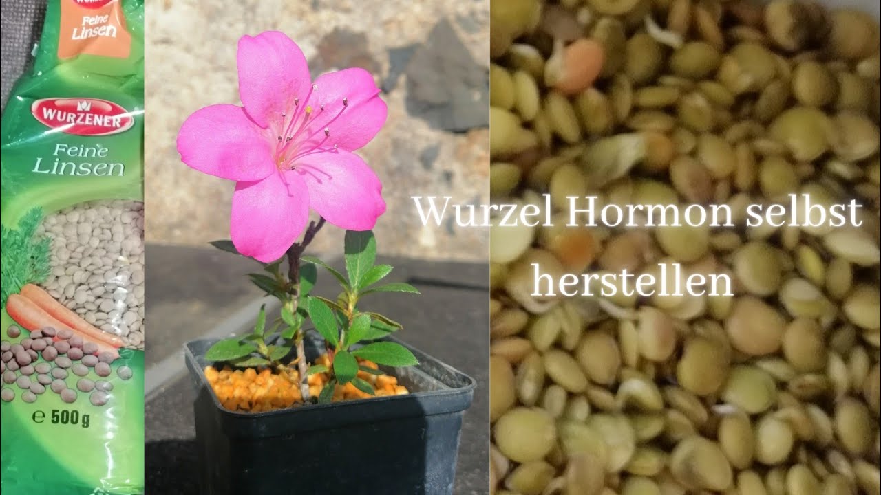 Wurzel Hormon selbst herstellen