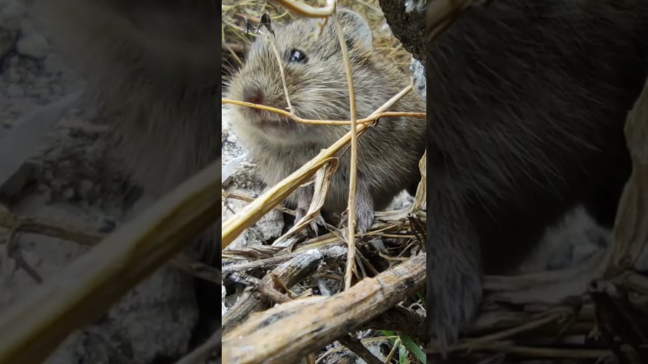Jonny vole eating 