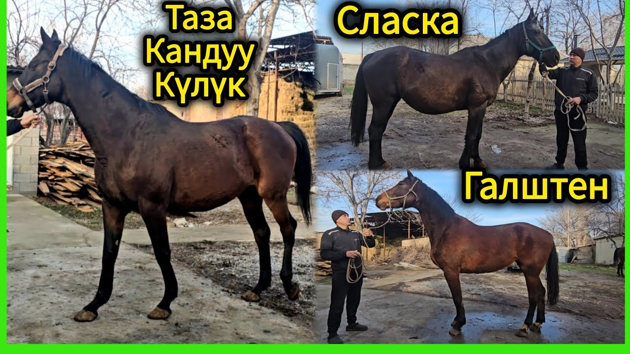 Европадан келген бээлер 😱