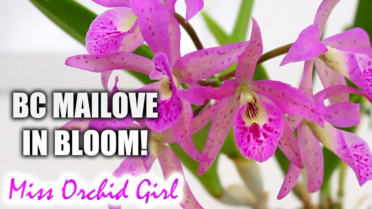 BC. Maikai in bloom! - ICU Orchids are healthy again :D