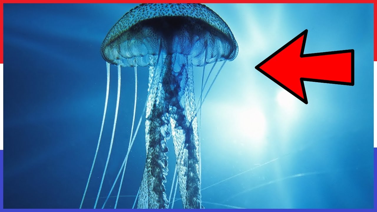 Top 10 Dieren Met Superkrachten