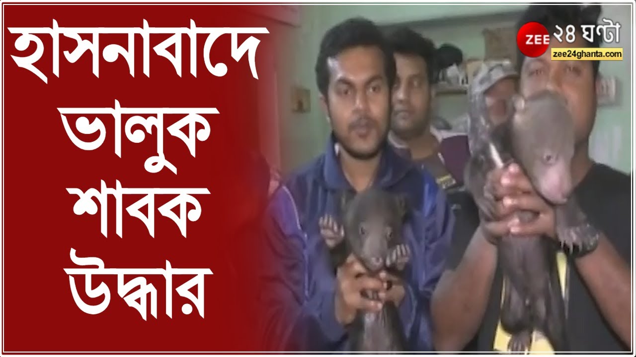 Hasnabad: হাসনাবাদে উদ্ধার ২টি ভালুক শাবক, গোপনসূত্রে খবর পেয়ে পুলিস তাদের উদ্ধার করে | bangla news