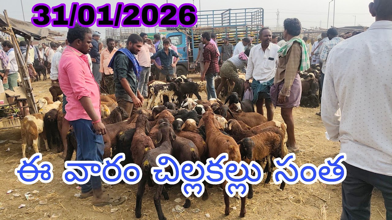 31/01/2026 ఈవారం చిలకల్లు సంతను తక్కువగా కొనుగోలు జరుగుతున్న 4 5 నెలల పొట్టేళ్ళు పిల్లలు 