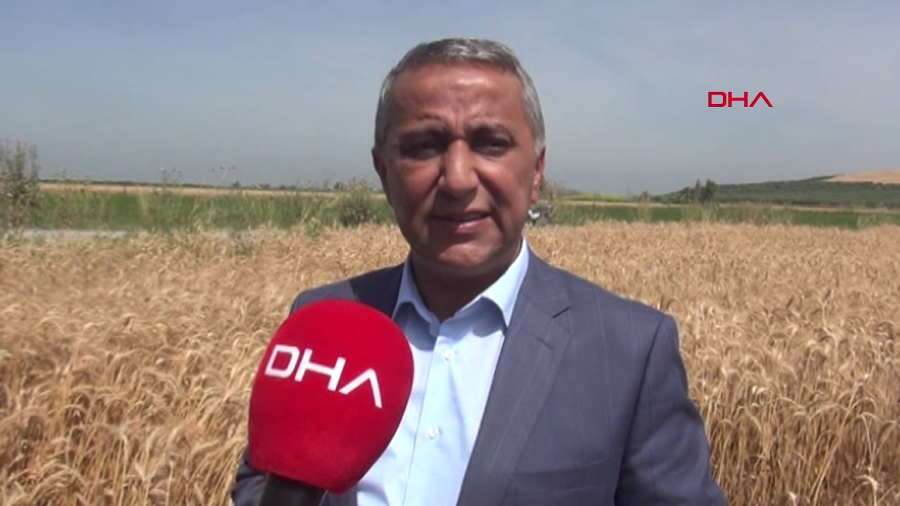 Kuraklığa karşı geliştirildi! Suyu çok az tüketiyor
