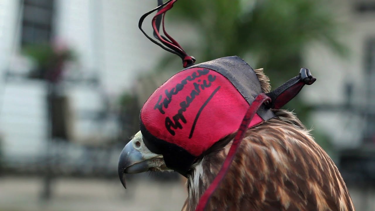 How to Make a Dutch Hood for Falconry