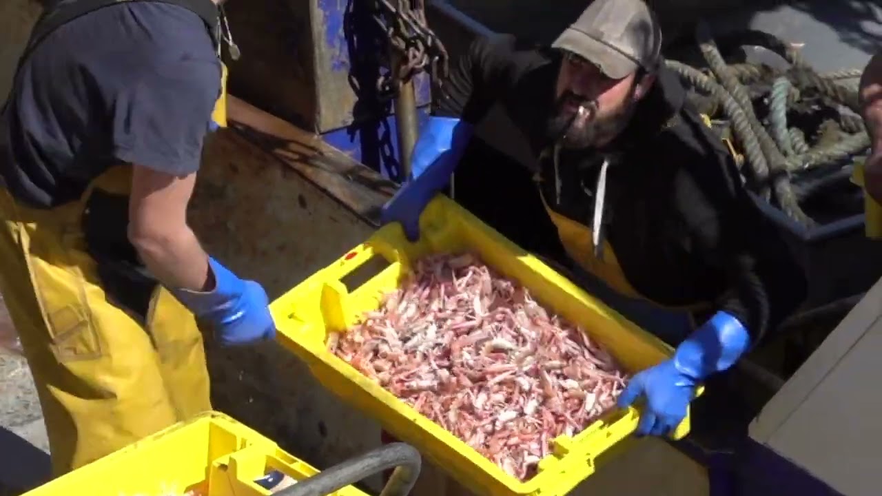 Retour de pêche au Guilvinec