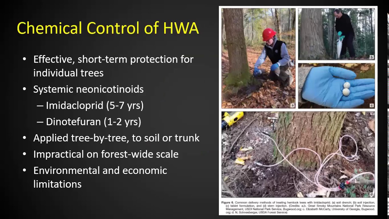 Integrated Chemical & Biological Control of Hemlock Woolly Adelgid: A Guide
