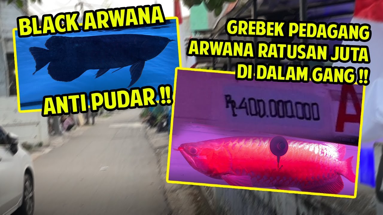 TERSELUBUNG !! PENJUAL ARWANA HITAM 400 JUTA DI DALAM GANG SEMPIT !!