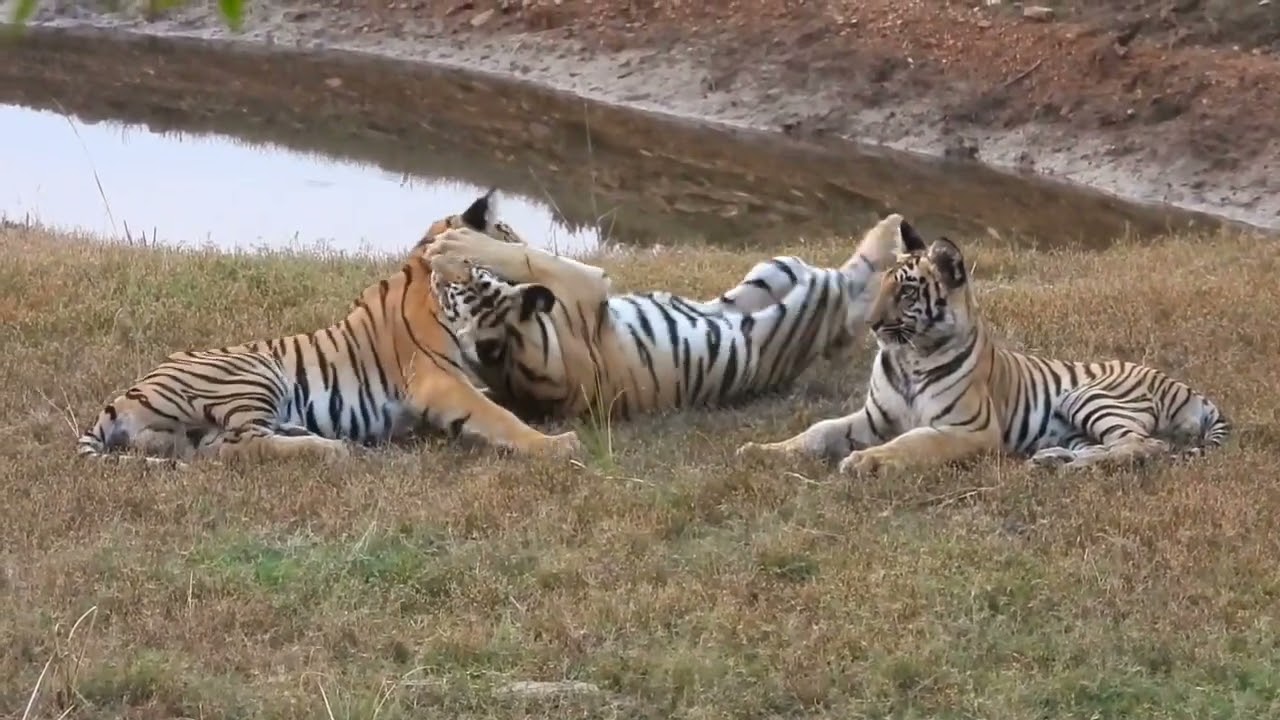 Cubs Of F2 Tigress #nature #jungle #tiger #cubs